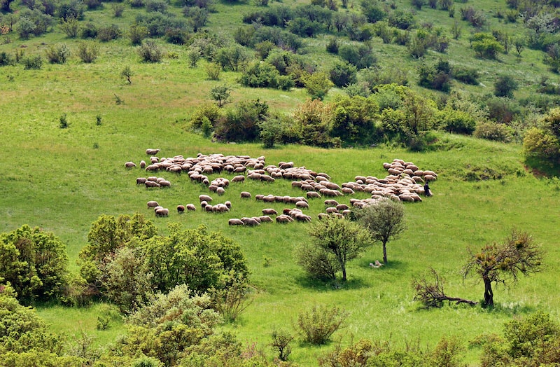 Kuzu Şiş Tarifi Kuzu Şiş Tarifi