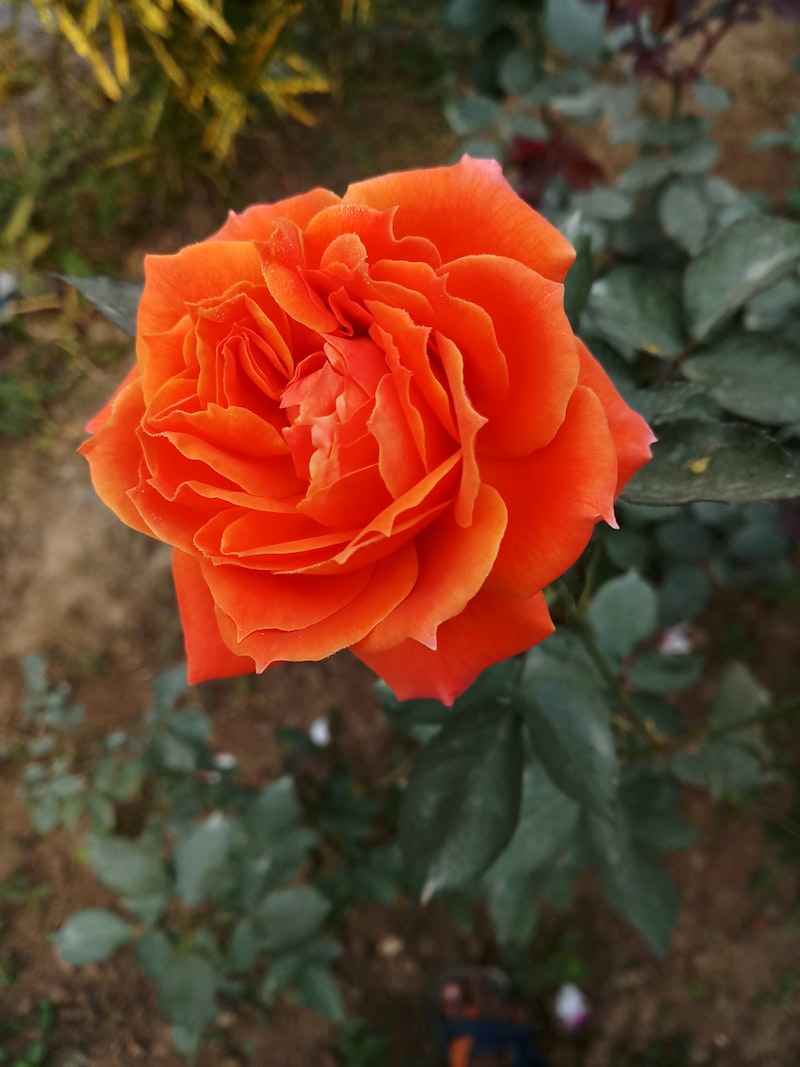 Lahana Dolması Tarifi Lahana Dolması Tarifi