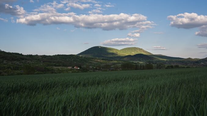 uploaded-image-portakalli-pilic-tarifi-1697200042384
